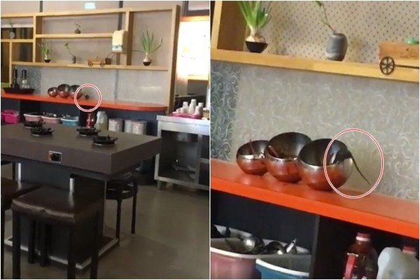 火鍋店老鼠亂竄,探頭狂吃沙茶醬。(圖片來源:臉譜網) 火鍋店老鼠亂竄,探頭狂吃沙茶醬。(圖片來源:臉譜網)
