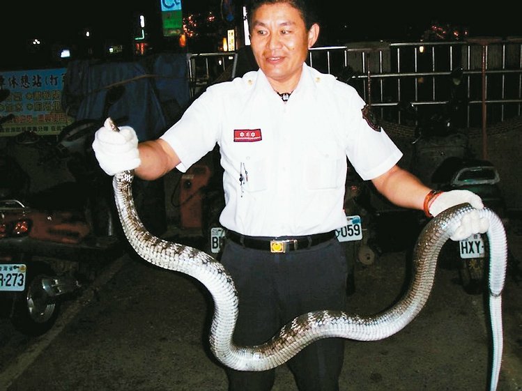 為減輕消防人員業務負擔,桃園19日成立全臺首支緊急救護(捕蜂捉蛇)工作大隊,圖為消防人員捉蛇的情形。(《聯合報》圖) 為減輕消防人員業務負擔,桃園19日成立全臺首支緊急救護(捕蜂捉蛇)工作大隊,圖為消防人員捉蛇的情形。(《聯合報》圖)